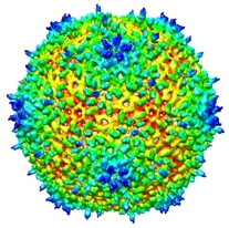 Viral capsid