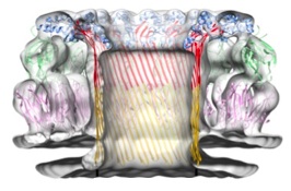 Pleurotolysin
              pore