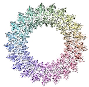 pore ring