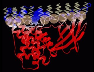 a picture of toxin-membrane interaction