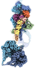 Dynein