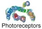 Photoreceptors